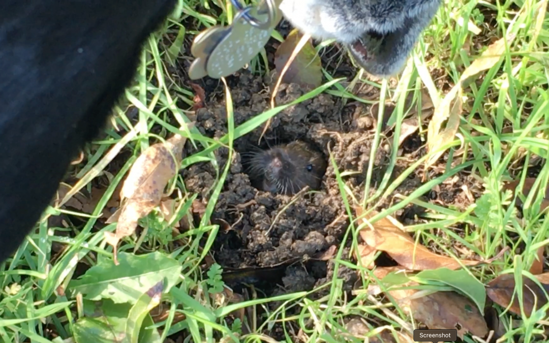 Moles in the Garden?