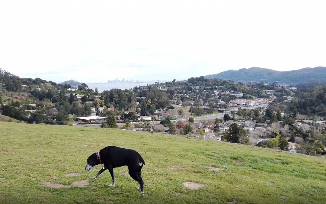 A Walk with Roxy on Horse Hill
