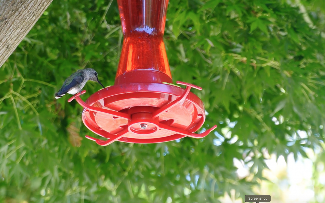 Hummingbird Feeder Cleaning