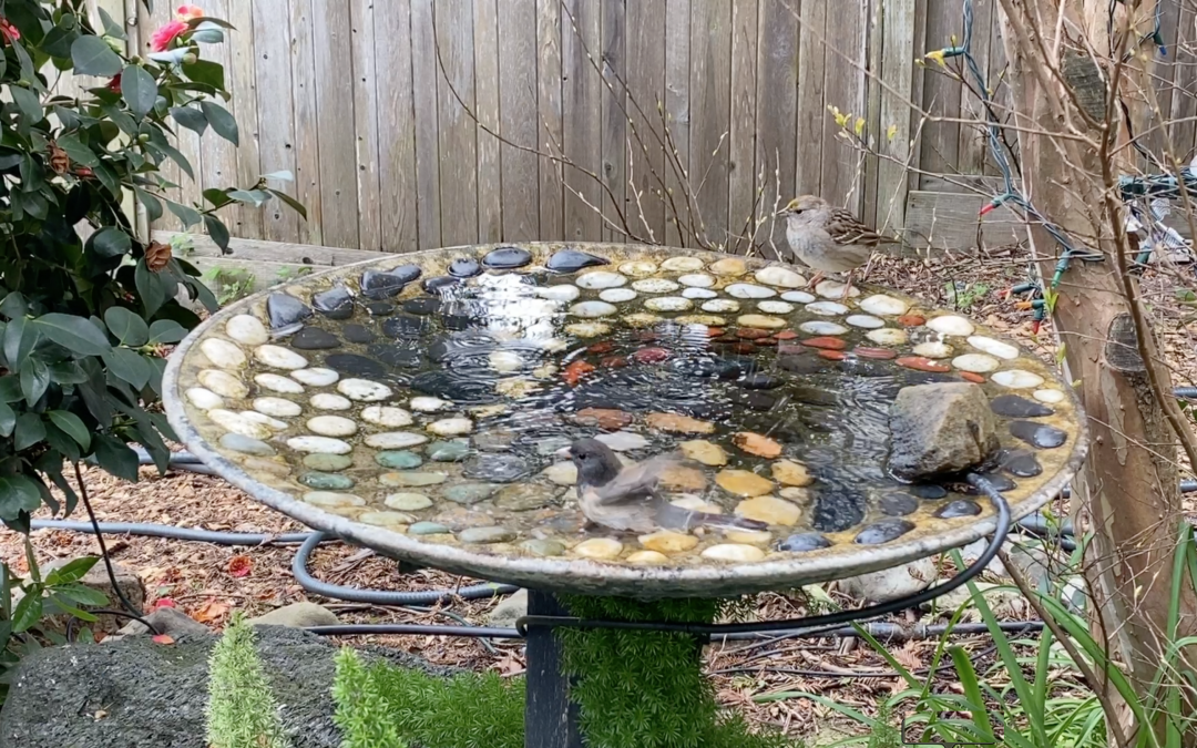 My Bird Bath