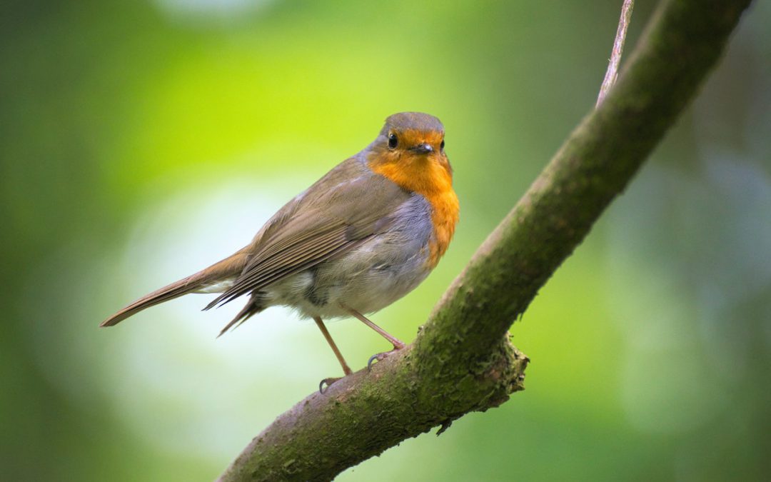 Birds are earth’s gift
